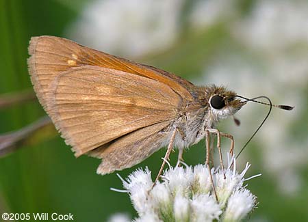 Broad-winged Skipper (Poanes viator)