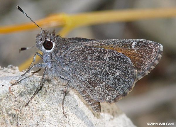 Bronze Roadside-Skipper (Amblyscirtes aenus)