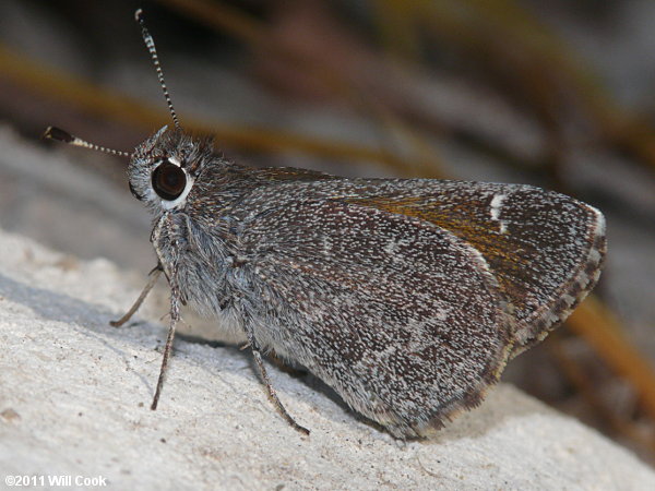 Bronze Roadside-Skipper (Amblyscirtes aenus)