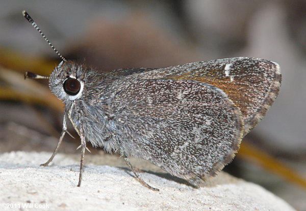 Bronze Roadside-Skipper (Amblyscirtes aenus)