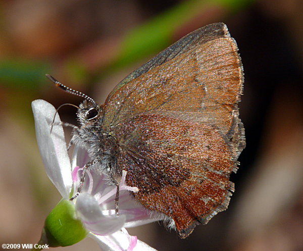 Brown Elfin (Callophrys augustinus)