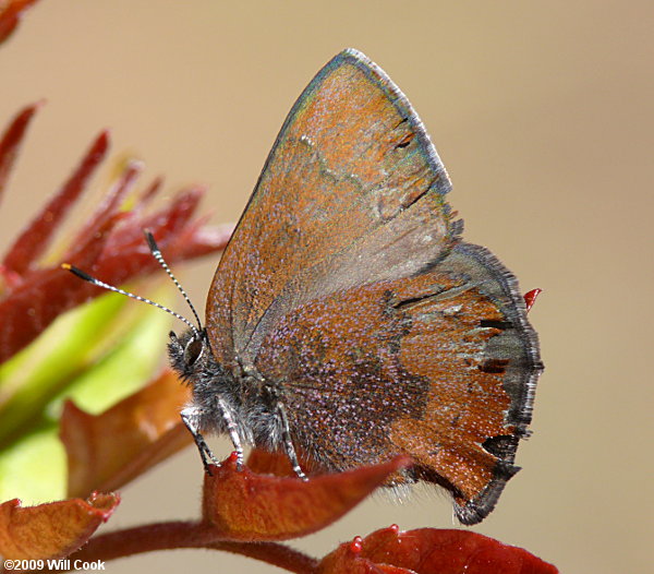 Brown Elfin (Callophrys augustinus)