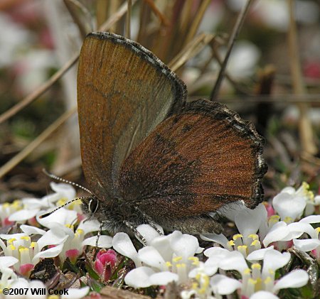 Brown Elfin (Callophrys augustinus)