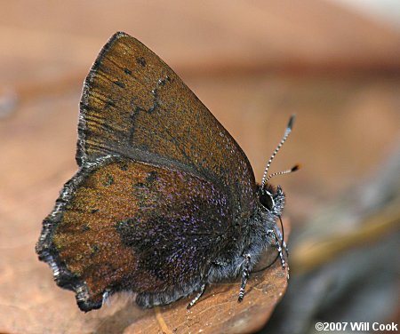 Brown Elfin (Callophrys augustinus)