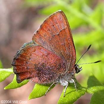 Brown Elfin (Callophrys augustinus)