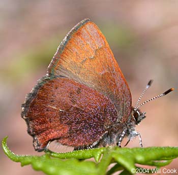 Brown Elfin (Callophrys augustinus)