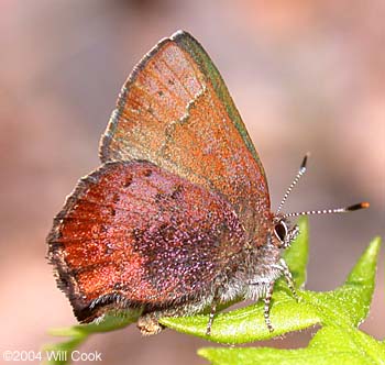 Brown Elfin (Callophrys augustinus)