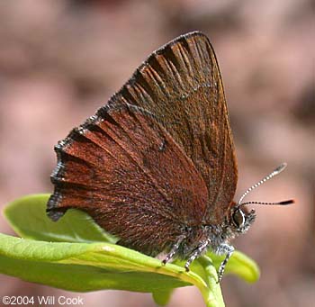 Brown Elfin (Callophrys augustinus)