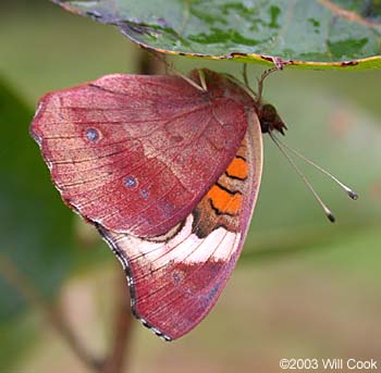 Common Buckeye (Junonia coenia)