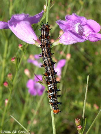 Common Buckeye (Junonia coenia) caterpillar