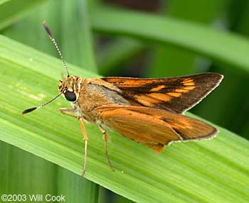 Byssus Skipper (Problema byssus)