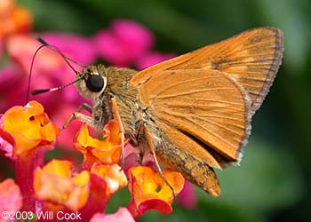 Byssus Skipper (Problema byssus)