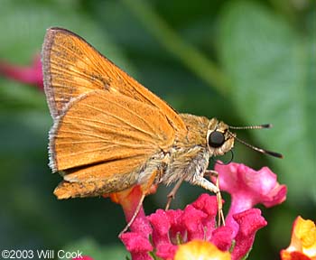 Byssus Skipper (Problema byssus)