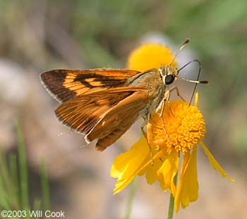 Byssus Skipper (Problema byssus)