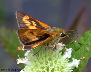 Byssus Skipper (Problema byssus)