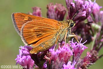 Byssus Skipper (Problema byssus)