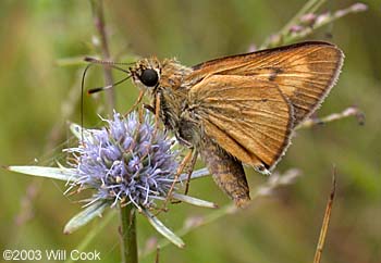 Byssus Skipper (Problema byssus)