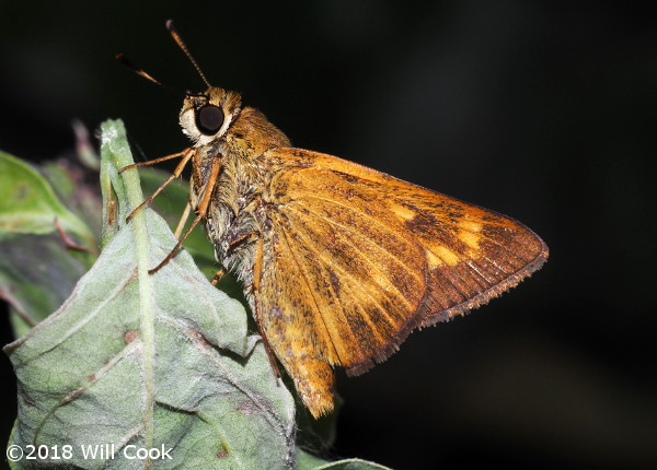 Byssus Skipper (Problema byssus)