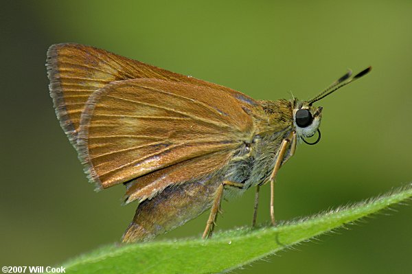 Byssus Skipper (Problema byssus)