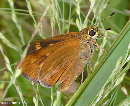 Byssus Skipper (Problema byssus)