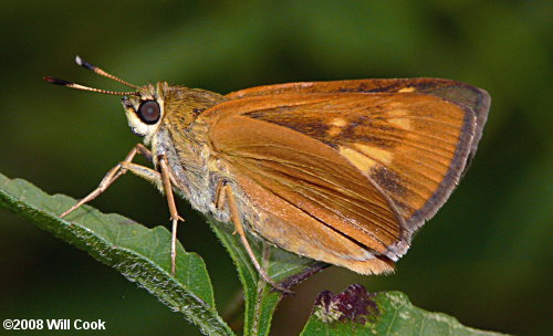 Byssus Skipper (Problema byssus)