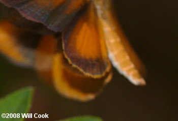 Byssus Skipper (Problema byssus)