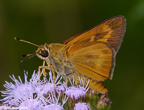 Byssus Skipper (Problema byssus)