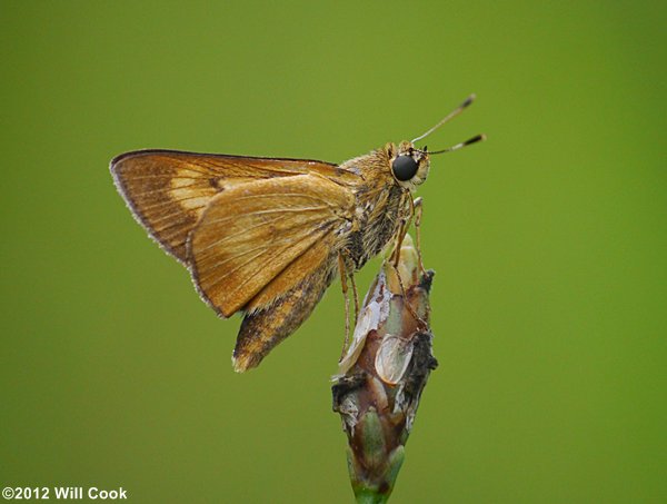 Byssus Skipper (Problema byssus)