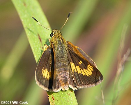 Byssus Skipper (Problema byssus)