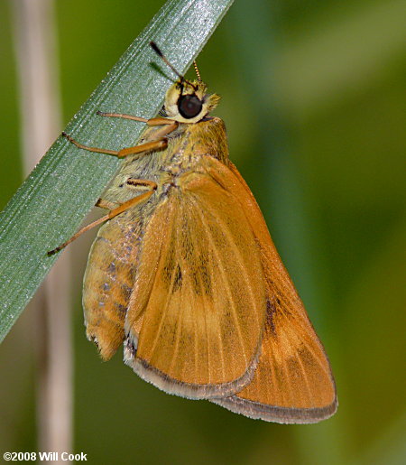 Byssus Skipper (Problema byssus)