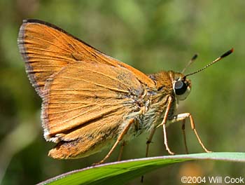 Byssus Skipper (Problema byssus)