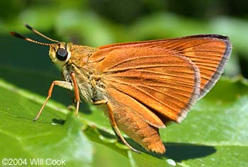 Byssus Skipper (Problema byssus)