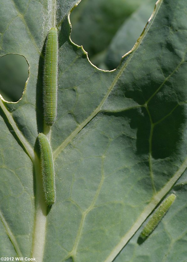 Cabbage White (Pieris rapae)