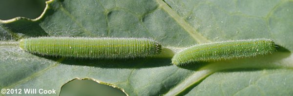 Cabbage White (Pieris rapae)