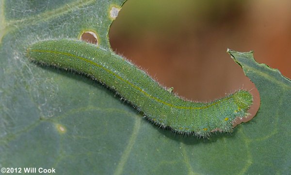 Cabbage White (Pieris rapae)