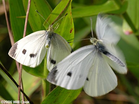 Cabbage White (Pieris rapae)