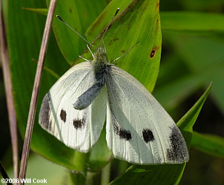 Cabbage White (Pieris rapae)