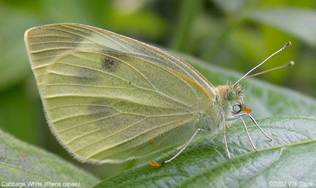 Cabbage White (Pieris rapae)