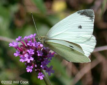 Cabbage White (Pieris rapae)