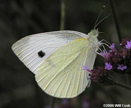 Cabbage White (Pieris rapae)