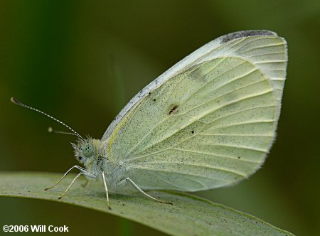 Cabbage White (Pieris rapae)