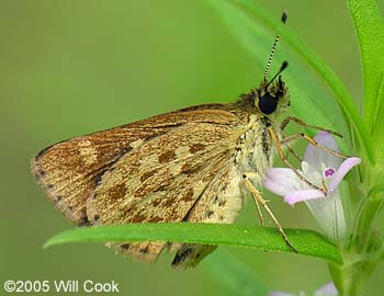 Carolina Roadside-Skipper (Amblyscirtes carolina)