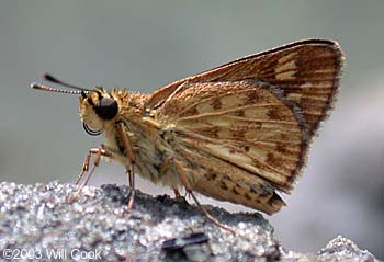 Carolina Roadside-Skipper (Amblyscirtes carolina)