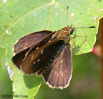 Carolina Roadside-Skipper (Amblyscirtes carolina)