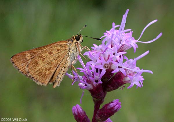 Carolina Roadside-Skipper (Amblyscirtes carolina)