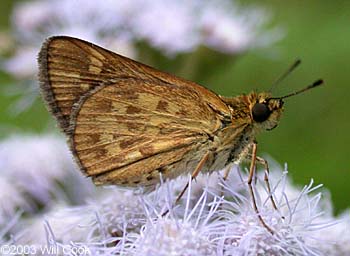 Carolina Roadside-Skipper (Amblyscirtes carolina)