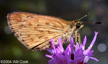 Carolina Roadside-Skipper (Amblyscirtes carolina)