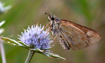 Carolina Roadside-Skipper (Amblyscirtes carolina)