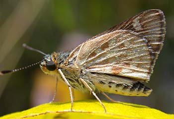 Carolina Roadside-Skipper (Amblyscirtes carolina)