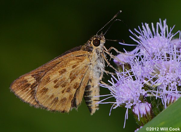 Carolina Roadside-Skipper (Amblyscirtes carolina)